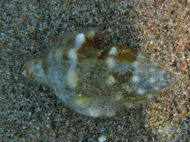 Fasciolaria lignaria